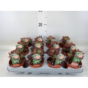 Echeveria pulvinata 'Devotion'