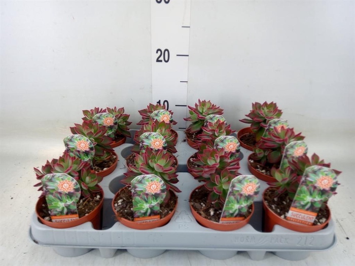 <h4>Echeveria pulvinata 'Devotion'</h4>