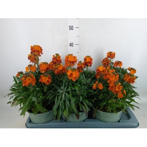 Erysimum linifolium