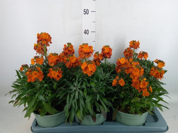 Erysimum linifolium