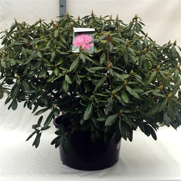 <h4>Rhodo. 'Roseum Elegans' pink</h4>