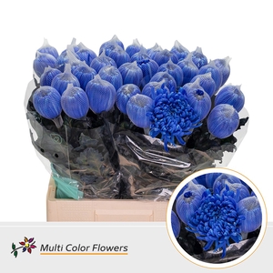 Chr G Antonov Blauw Donker