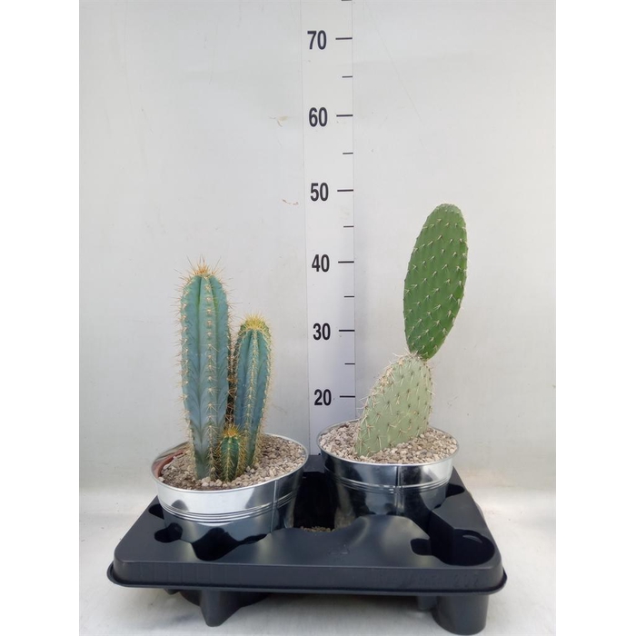 <h4>Cactus   ...mix</h4>