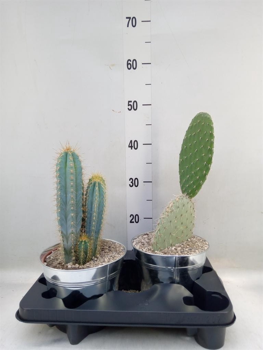 <h4>Cactus   ...mix</h4>