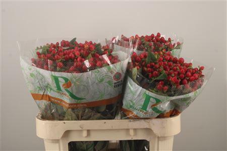 <h4>Hyp Mag Triumph</h4>