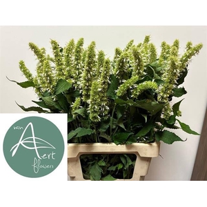 AGASTACHE OV