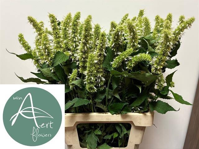 <h4>AGASTACHE OV</h4>