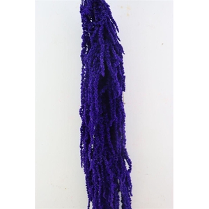 Pres Amaranthus Caud Dark Lavender Bunch