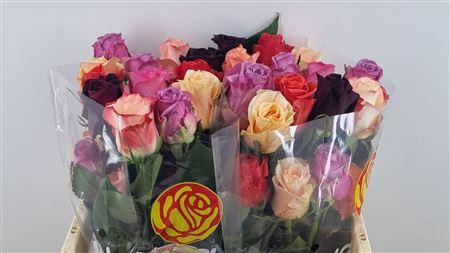 <h4>R GR GEMENGD</h4>