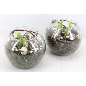 arr4 Narcis MB - Glas bol kl. 338/6