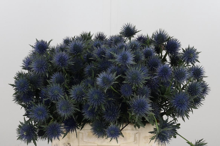 <h4>Eryn Magnetar Qstar</h4>