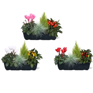 Arrangementen in duobak 40cm