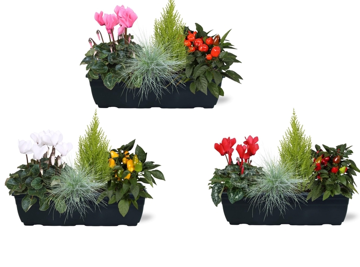 <h4>Arrangementen in duobak 40cm</h4>