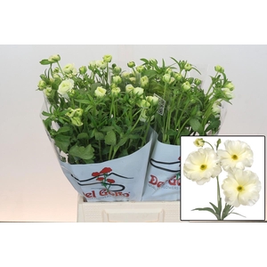 RAN BUTTERFLY GRACES