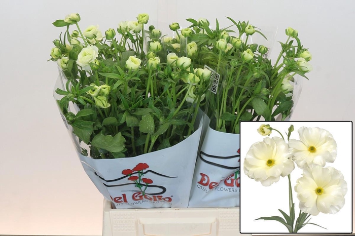 <h4>RAN BUTTERFLY GRACES</h4>