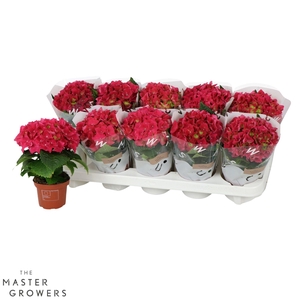 Hydrangea macr. 9cm Rood 1 kopper