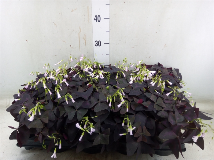 <h4>Oxalis trian.</h4>