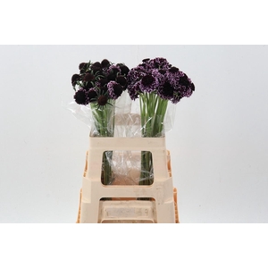 Scab At Sweet Cherry Scoop