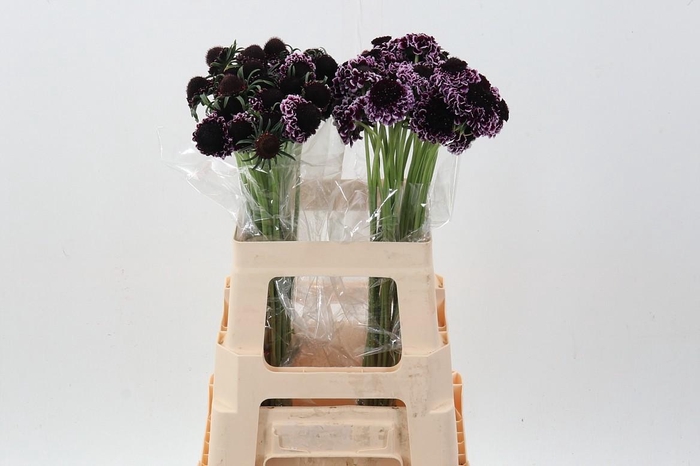 <h4>Scab At Sweet Cherry Scoop</h4>