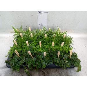 Planten  ..mix