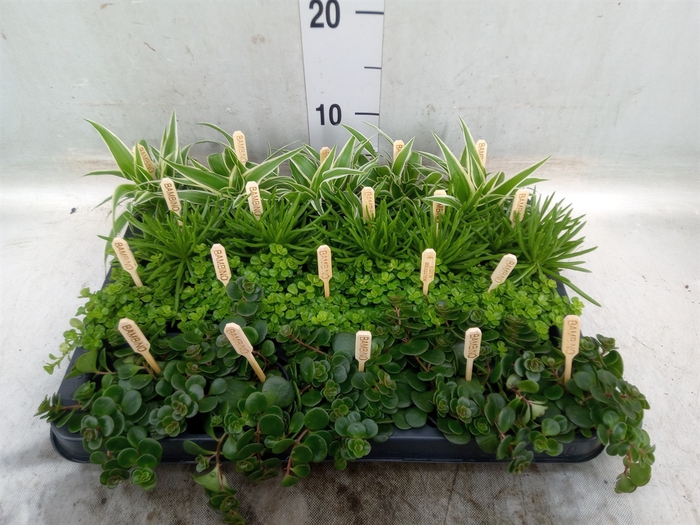 <h4>Planten  ..mix</h4>