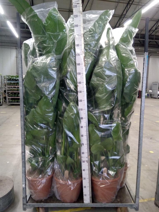 <h4>Strelitzia nicolai</h4>