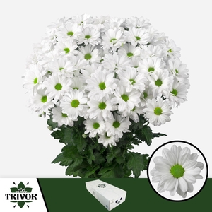 Chr T Kennedy Trivor