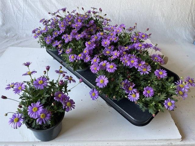 <h4>BRACH BRAS VIOLET</h4>