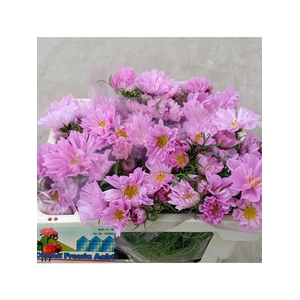 COSMOS BIPINNATUS