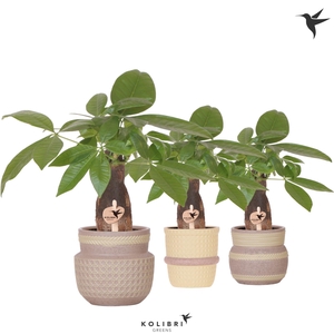 Kolibri Greens Pachira in Ethnic pot khaki mix