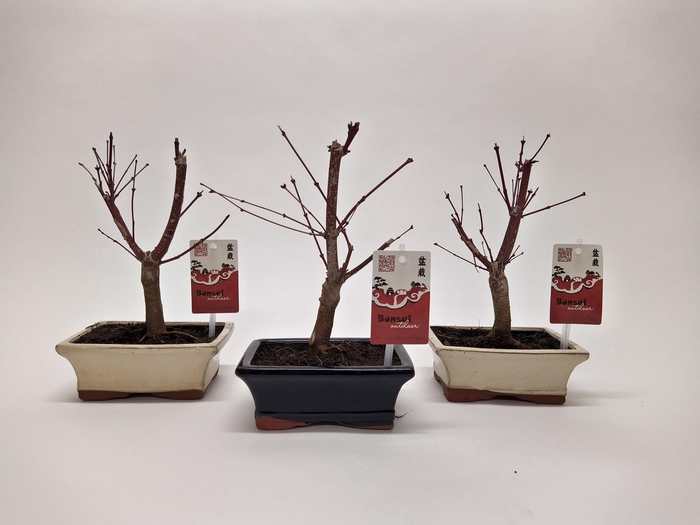 <h4>Acer Bonsai Mix 15 cm</h4>