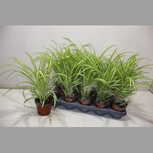 Chlor Com Variegatum