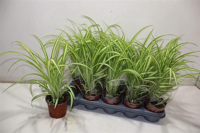 <h4>Chlor Com Variegatum</h4>