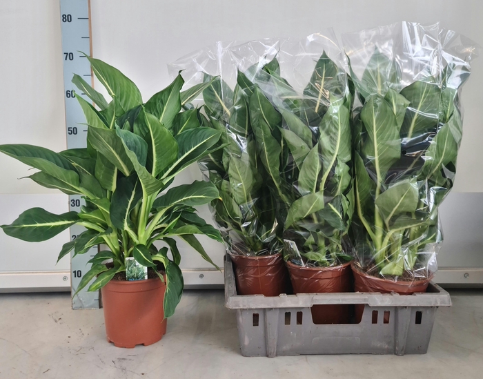 <h4>DIEFF SEGUINE OV</h4>