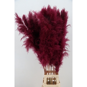 DF Pampas 130cm Bordeaux