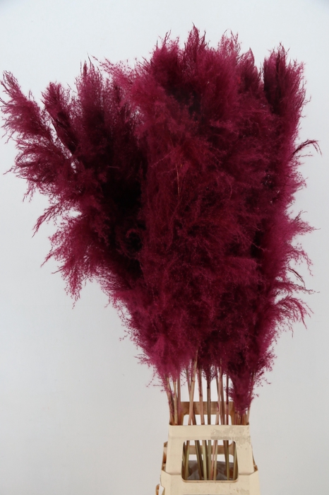 DF Pampas 130cm Bordeaux