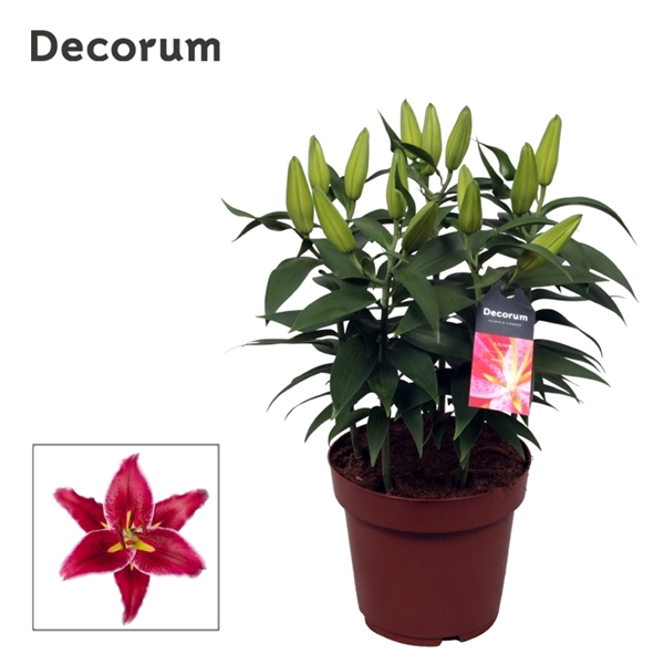 Lilium Oriental Magny Cours 19cm