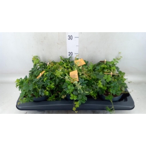 Parthenocissus  'Sugar Vine'