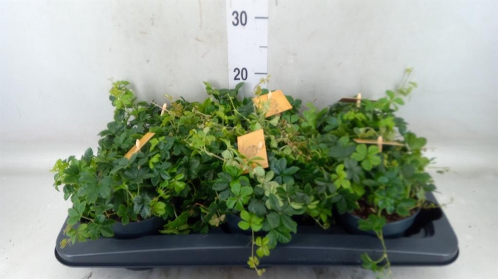 <h4>Parthenocissus  'Sugar Vine'</h4>