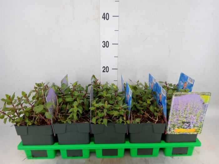 <h4>Nepeta   ...</h4>