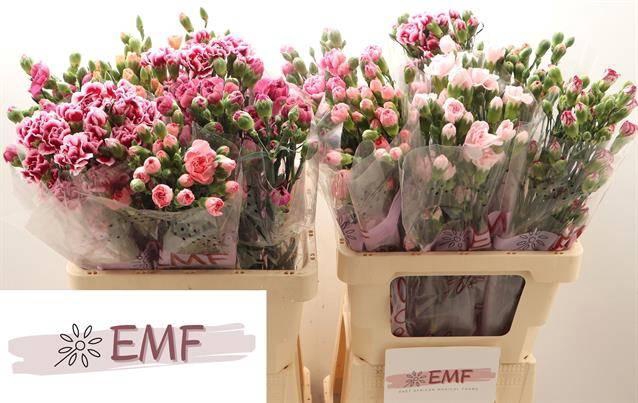 <h4>DI TR GEM IN FUST</h4>