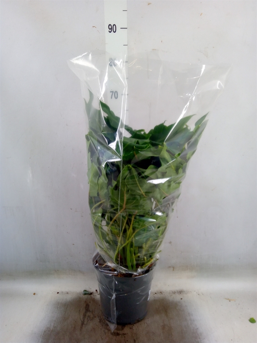 <h4>Philodendron  'Xanadu'</h4>