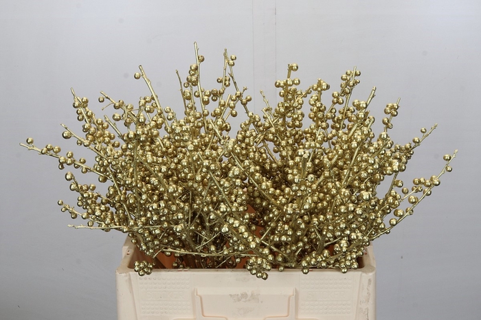 Ilex paint Gold