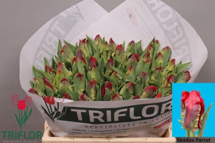 <h4>Tulipa pa seadov parrot</h4>