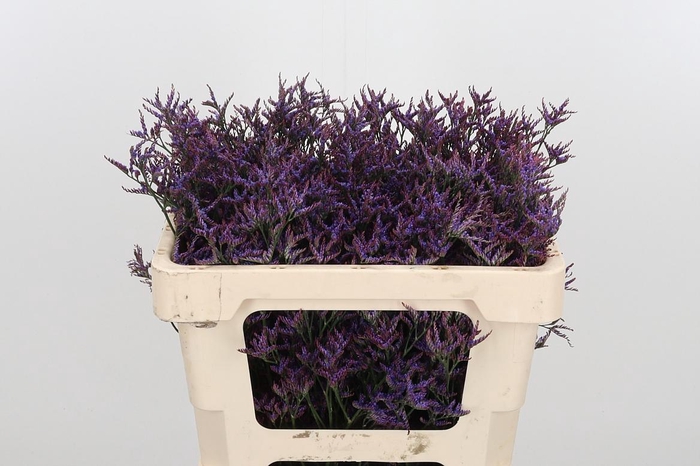 <h4>Lim Saf Dark Blue</h4>