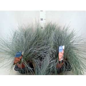 Festuca glauca 'Intens Blue'
