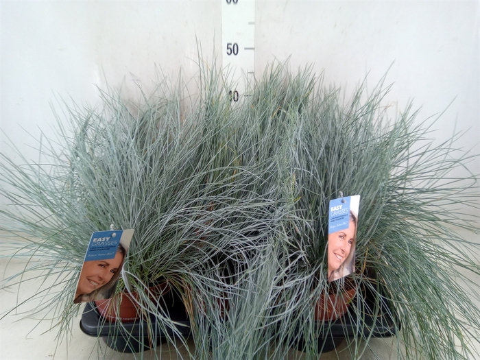 <h4>Festuca glauca 'Intens Blue'</h4>