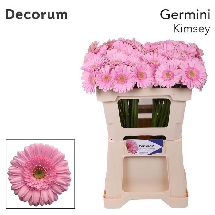 <h4>GERMINI KIMSEY GE MI KIMSEY EMMER X</h4>