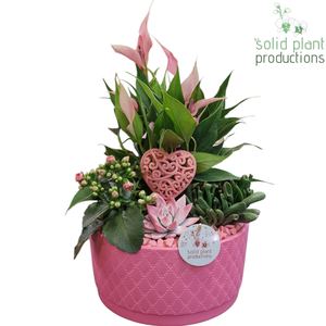 AE004 Stella Pink VM