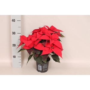 Poinsettia 13 cm Christmas Feelings® Red